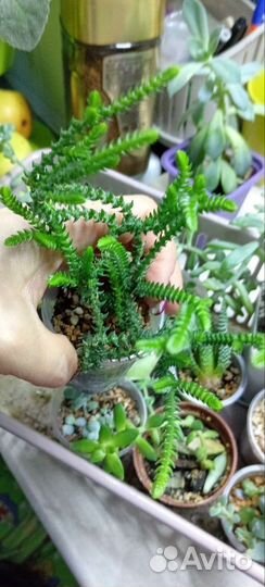 Суккуленты