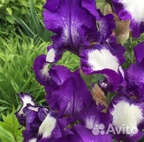 Ирис бородатый