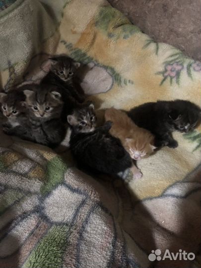 Бенгальская кошка мрамор