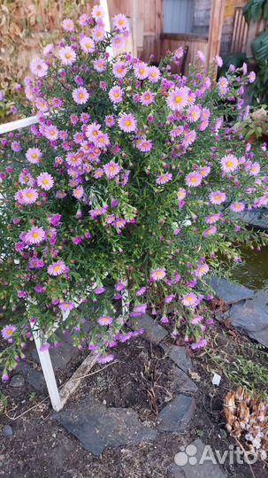 Сентябрина