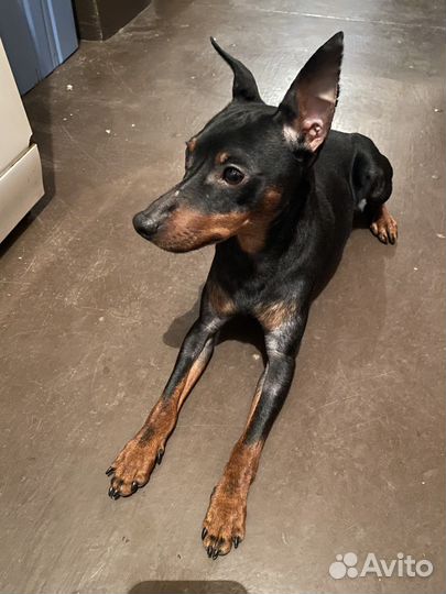 Цвергпинчер