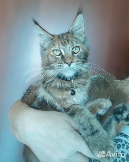 Кошка породы Мейн-кун