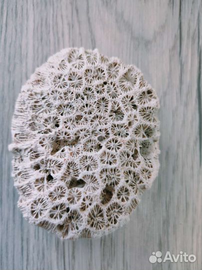 Морские ракушки и кораллы