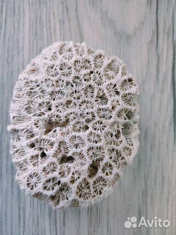 Морские ракушки и кораллы