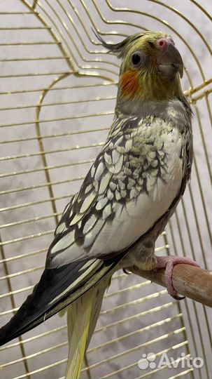 Попугай корелла с клеткой