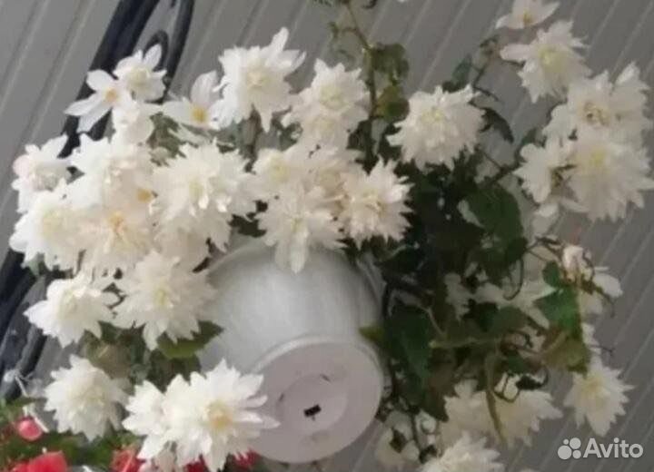 Бегонии,бальзамины