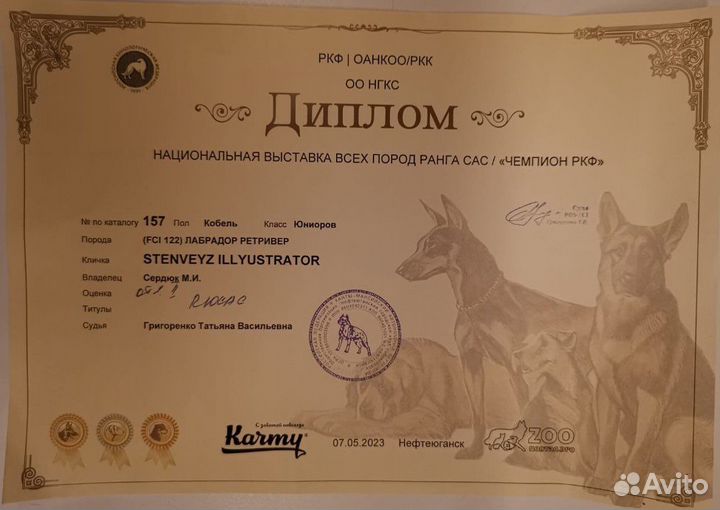 Вязка собак Лабрадор Ретривер
