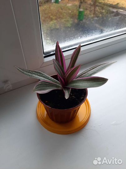 Традесканция Рео покрывальчитая