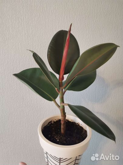 Фикус эластика 30 см