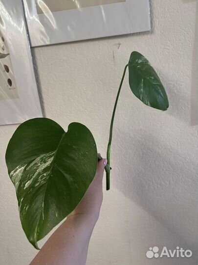 Амидриум, монстера альбо, дубиа