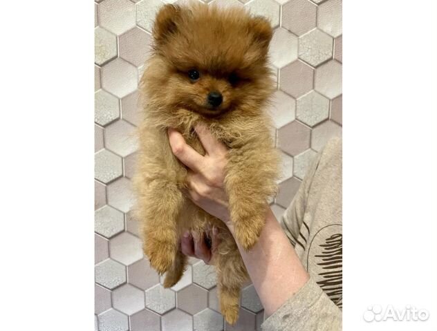 Щенки щпиц померанский