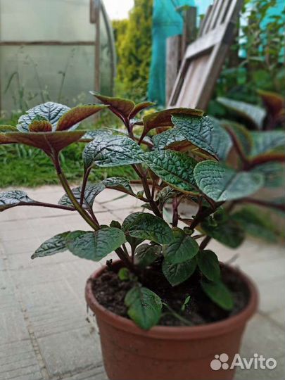 Плескантус краснеющий