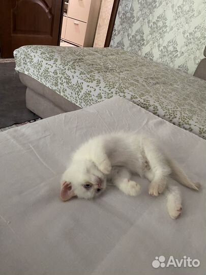 Британские котята