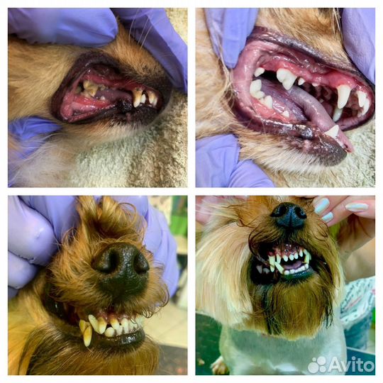 Стрижка собак и кошек