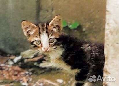 Котятам грозит гибель