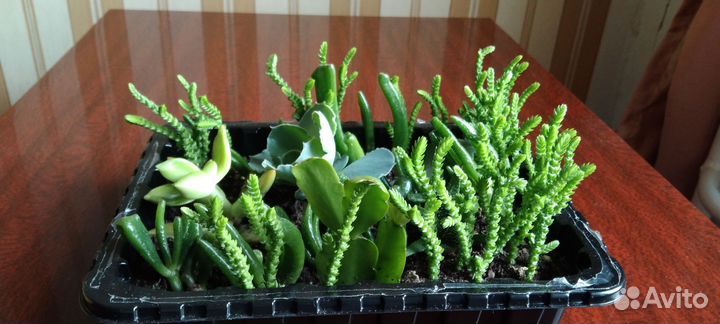 Суккуленты