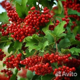 Калина красная