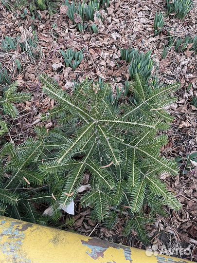 Пихта кавказская