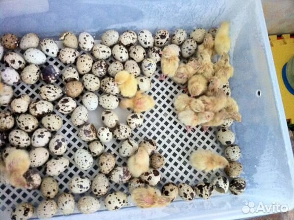 Перепела, яйцо инкубационное