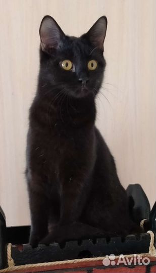 Котик молодой