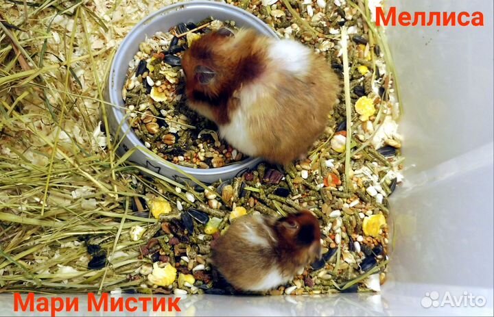 Пёстрые, крем, золото, пояс хомяк с клеткой видео