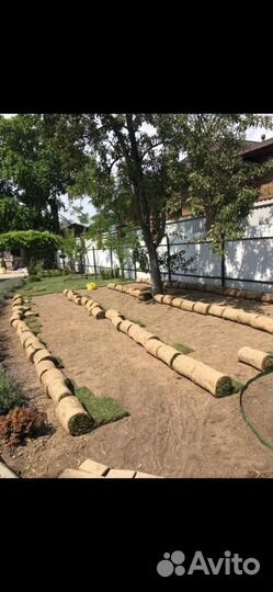 Рулонный газон поставка поставка каждые две недели