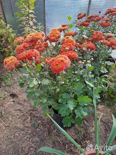 Рассада многолетних цветы