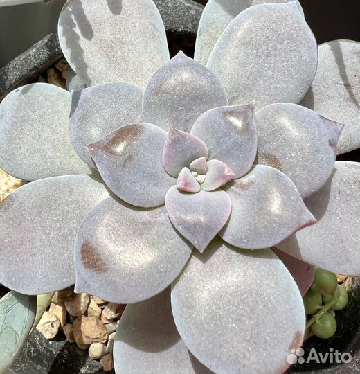 Суккулент взрослые эхиверия хавортия граптопеталум