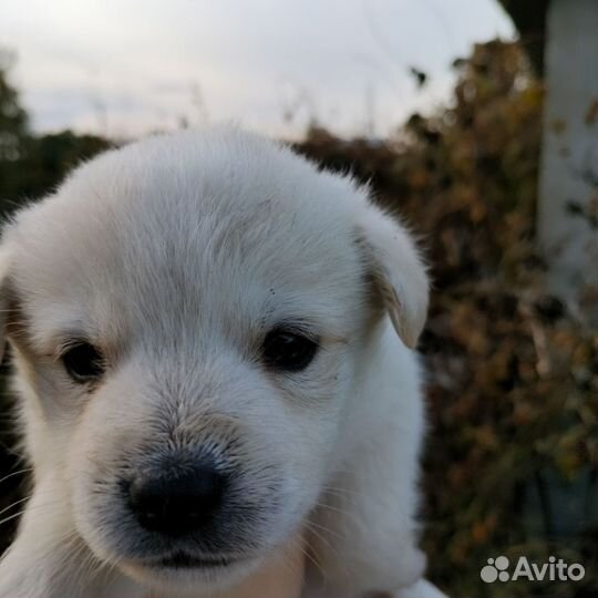 Щенки бесплатно
