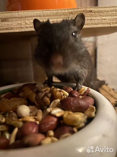 Песчанки отдам