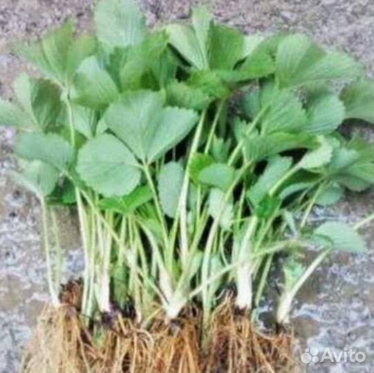 Клубника окс