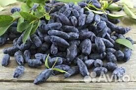 Саженцы жимолости канадских и российских сортов