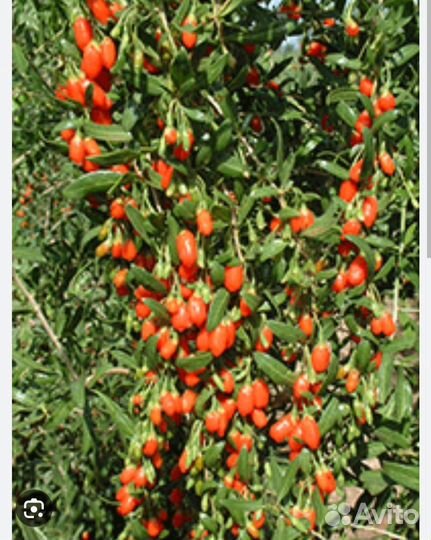 Ягода -Годжи 