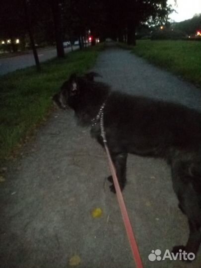 Выгул собак, передержка животных, зооняня