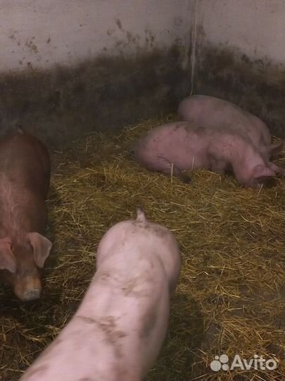 Чистокровный хрячок породы дюрок