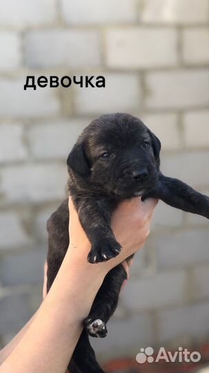 Щенки помесь