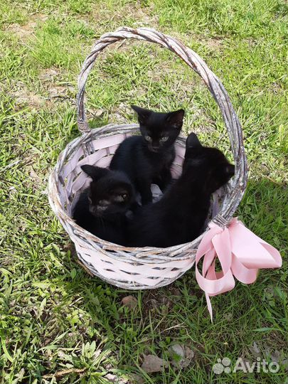 Чёрные котята котики