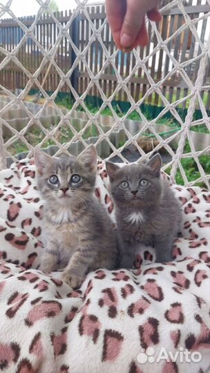 Кошка. Котёнок. Котята