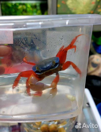 Радужный краб