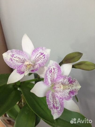 Диакаттлея Шантильские кружева