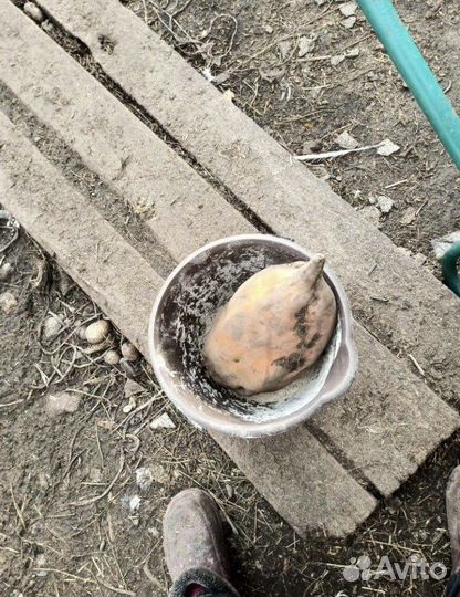 Семена комовой свеклы бригадир 5000шт