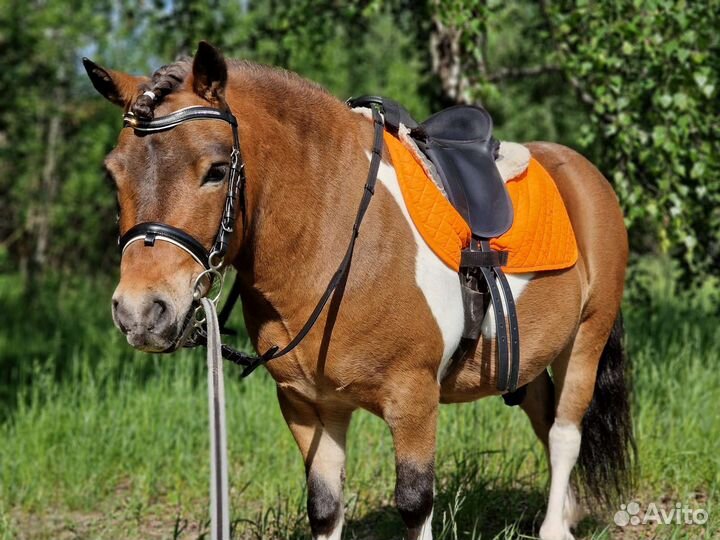 Аренда Пони на праздник, фотосессии