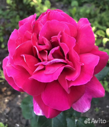 Кустовые розы саженцы