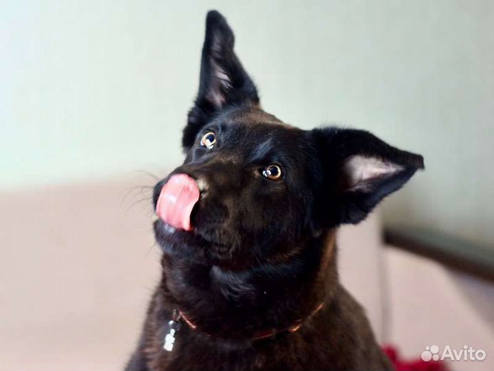 Метис немецкой овчарки в добрые руки