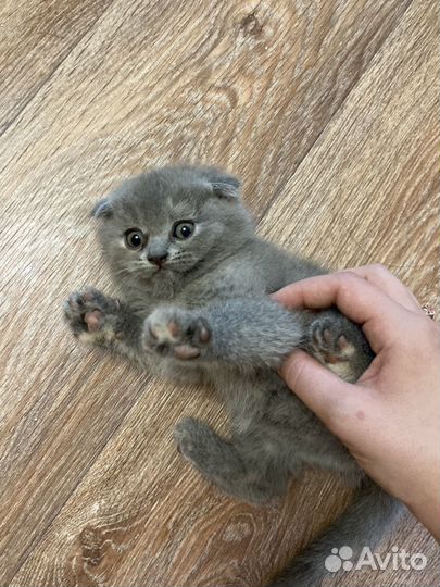 Шотландская