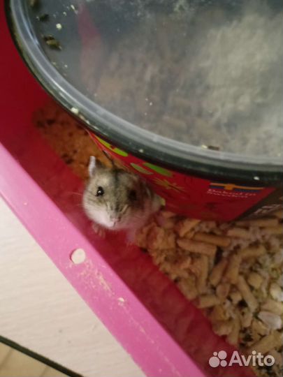 Джунгарский хомяк