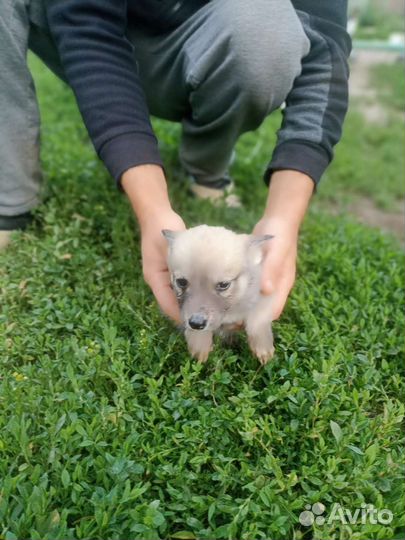 Щенки метисы Хаски