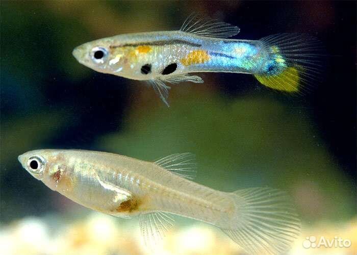Рыбы гуппи