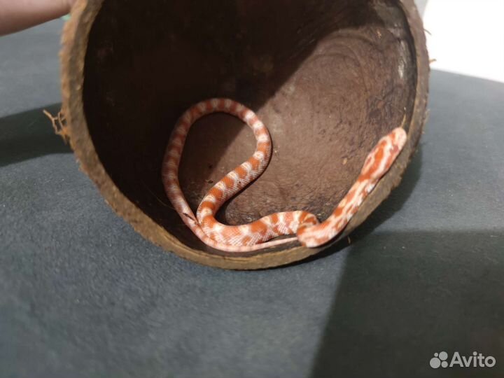 Змея маисовый полоз