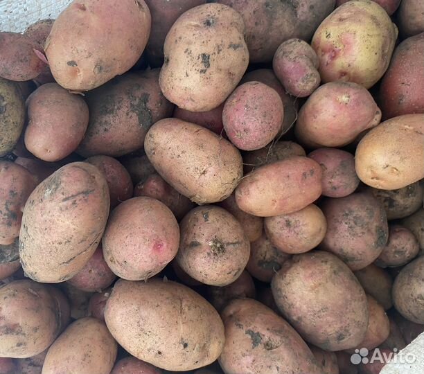 Картофель для животных